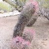 Ferocactus_gracilis_1